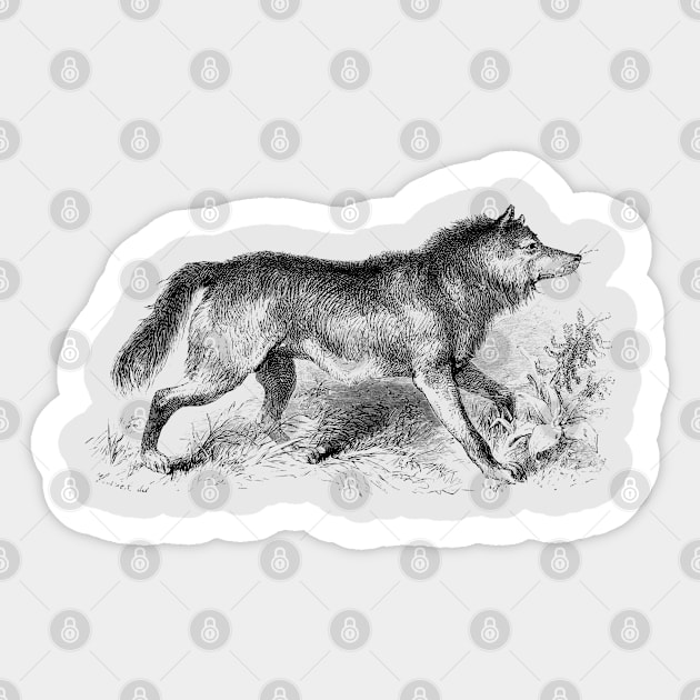 Wolf Vintage Wildlife Illustration Sticker by Biophilia